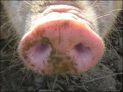 Comment se nomme ce "nez" ?