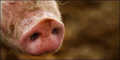 À qui appartient ce "nez" ?