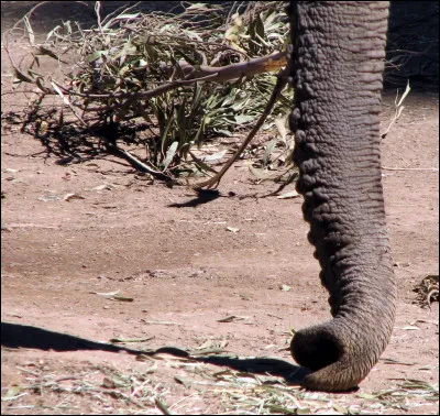 Comment s'appelle ce "nez" ?