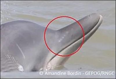 Comment se nomme ce "nez" ?