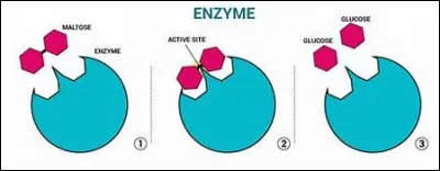 Comment appelle-t-on les enzymes décomposant les lipides de la sueur en de petites molécules odorantes ?