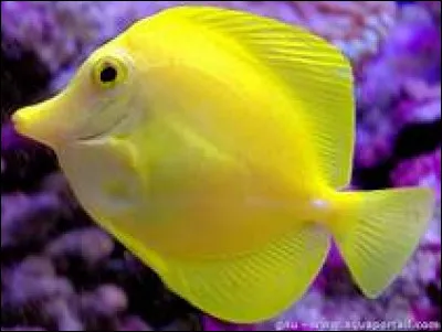 On surnomme parfois la triméthylaminurie "syndrome de l'odeur du poisson pourri". Pour ceux qui en souffrent, il est conseillé d'adopter un régime pauvre en deux molécules spécifiques, lesquelles ?