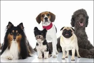 Dans quel but le chien dépose-t-il son urine, odorante, dans certains lieux spécifiques ?