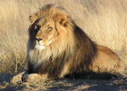 Test Lion ou gupard ?