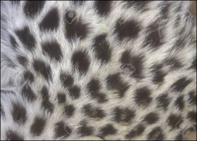 Quel pelage aimes-tu ?