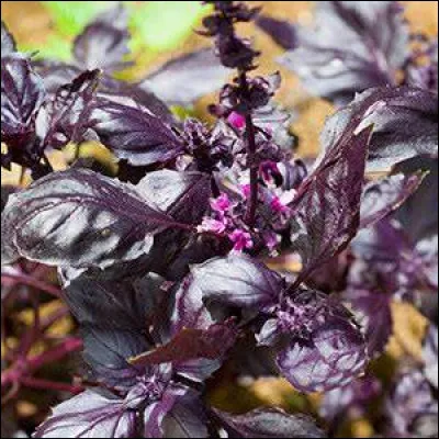 Où la coquille odoriférante, très odorante, se trouve-t-elle ?