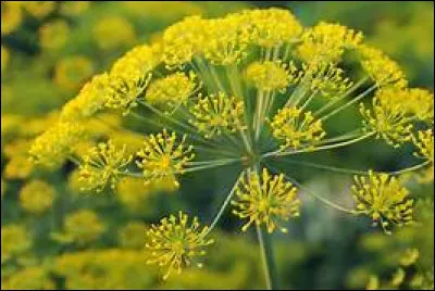 Lorsqu'il est consommé seul, quel goût le galbanum aurait-il ?