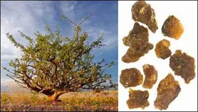 Laquelle de ces phrases a été dite par Jésus-Christ, qui soit liée à ce fameux parfum de la myrrhe ?