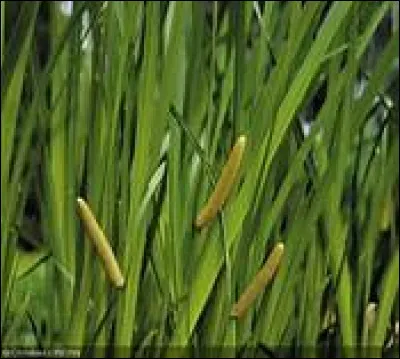 Quelle partie du roseau aromatique est très odorante ?