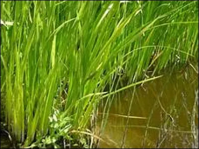 Comment le Christ est-il associé, dans la Bible, au roseau aromatique ?