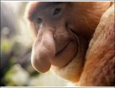 Les nasiques sont bien connus pour leur nez. À quoi peut-il servir ?