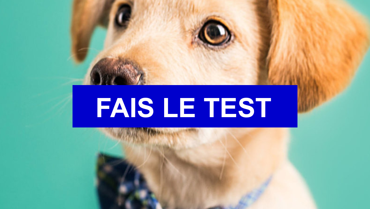 Test de personnalité Quelle race de chien estu