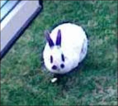 Comment s'appelle ce petit lapin trop mignon ?