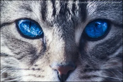 Si ton clan se bat, tu...