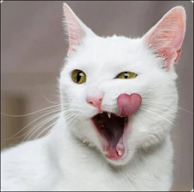 Crois-tu au 5e Clan ?