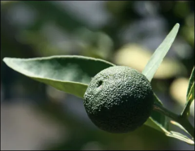 Quel est ce fruit japonais du genre Citrus, récolté vert pour son jus acide ?