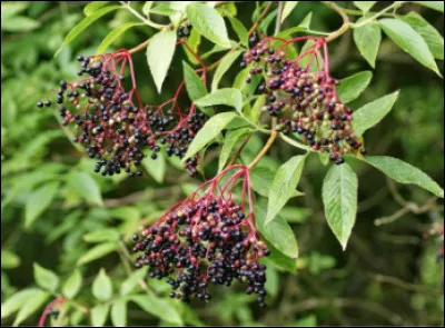 Quel est cette arbuste avec des baies rouges, bleues ou noires ?
