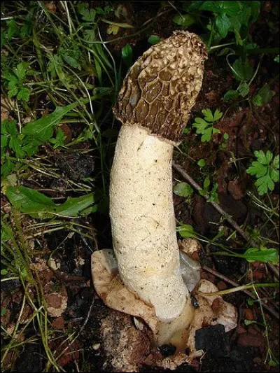 Voici le phallus impudicus. Quelle odeur émane de ce champignon ?