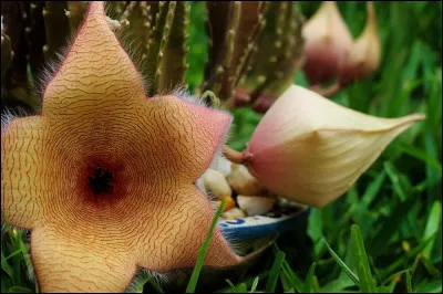Quelle odeur nauséabonde peut bien dégager la fleur nommée stapelia ?