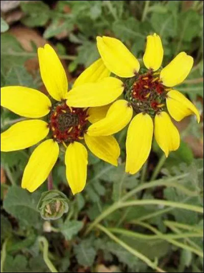 Quelle surprise nous réservent ces jolies fleurs ? Dès qu'on leur arrache leurs pétales, quelle odeur se libère ?