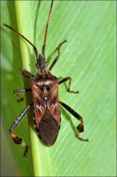 Voici une punaise américaine, à quoi son odeur est-elle similaire ?
