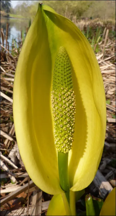 Cette plante est un lysigiton américain : à quoi ressemble son parfum ?