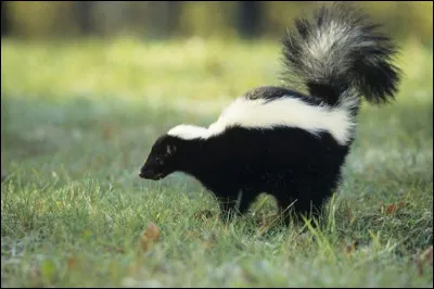 Cet animal est au top du palmarès de la puanteur ! Qui est-il ?