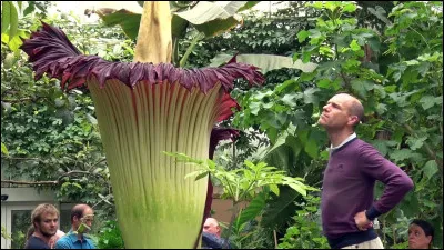 Voici l'arum Titan, la plus grande fleur du monde qui gagne un prix pour son parfum très fort !