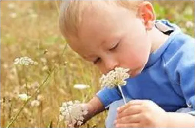 D'un point de vue plus anthropologique, quel philosophe affirme considérer que l'odorat est "une espèce de vêtement qu'il faut leur ôter pour saisir les choses dans leur nudité" ?