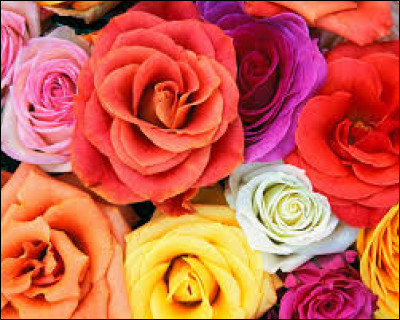 Quel poète célèbre a donné son nom à une rose ?