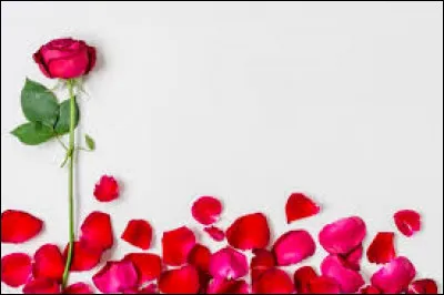 Regardez ces jolies pétales de roses ! Que désigne également le therme "pétale de rose" ?