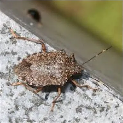 Quand on l'écrase, ça pue !