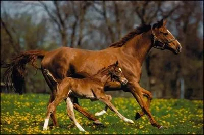 Comment appelle-t-on la mre du poulain ?