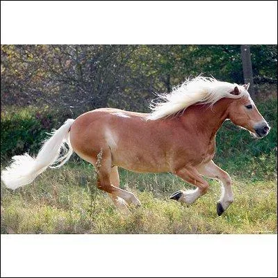 Un cheval au galop peut atteindre la vitesse de :