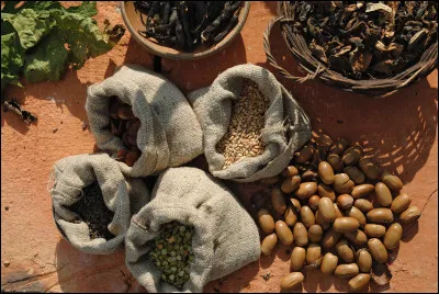 Comment s'appelle le spécialiste de l'archéologie qui étudie les restes de graines et de fruits ?