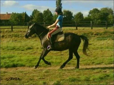 Il ne faut pas faire trotter ou galoper un cheval sur un sol trop dur :