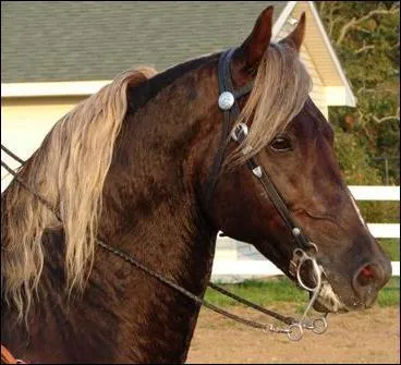 Quelle est la robe de ce cheval ?