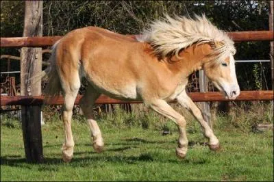 De quelle race est ce cheval ?