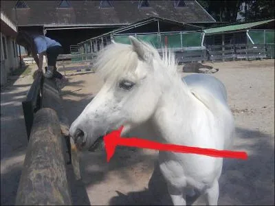 Comment s'appelle cette partie de la tete du cheval ?
