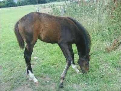 Le cheval est herbivore :