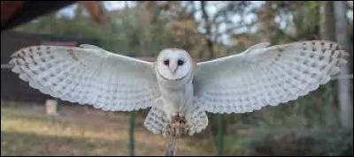 Quel serait ton animal ?