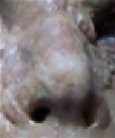 Quel personnage joué par Gary Oldman a un nez qui se retrouve dans cet état ? 
Ce personnage est une victime de celui d'Anthony Hopkins.