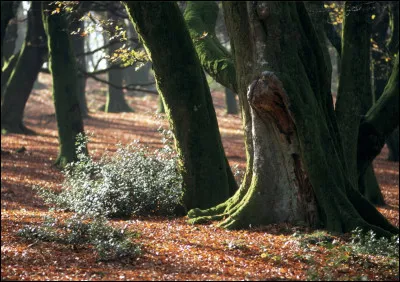 Quelle essence d'arbre est g&eacute;n&eacute;ralement utilis&eacute;e par les Gaulois pour construire leurs maisons ?