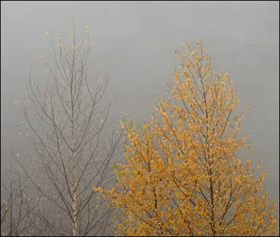 Quel est le nom de la structure qu'&eacute;tudie le xylologue pour identifier l'essence d'un &eacute;chantillon de bois ?