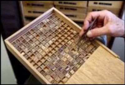 Qu'est-ce qu'une xyloth&egrave;que ?