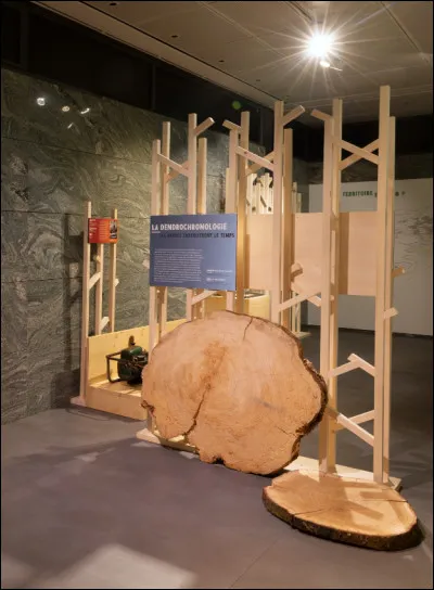 Sur un &eacute;chantillon de bois, que peut indiquer une largeur de cerne faible ?