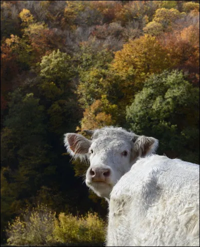 Parmi ces disciplines, laquelle n'est pas une spécialité de l'archéologie ?