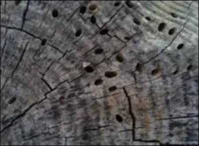 L'anthracologue m'étudie sous toutes mes formes et tous mes aspects, je suis :