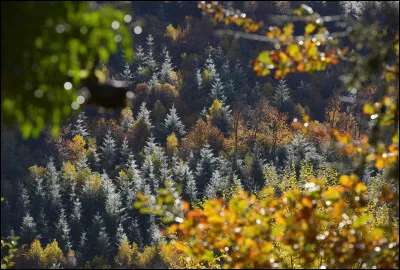 En archéologie, que nous apprend l'étude des phytolithes ?
