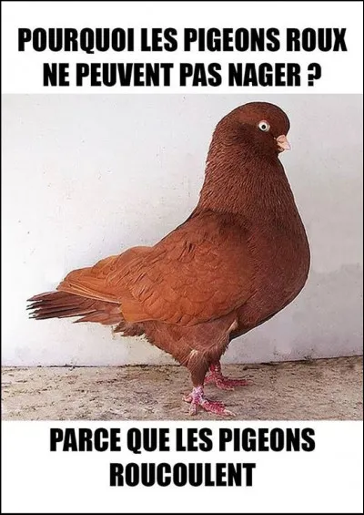 Comment appelle-t-on le liquide que les pigeons donnent à leurs oisillons ?